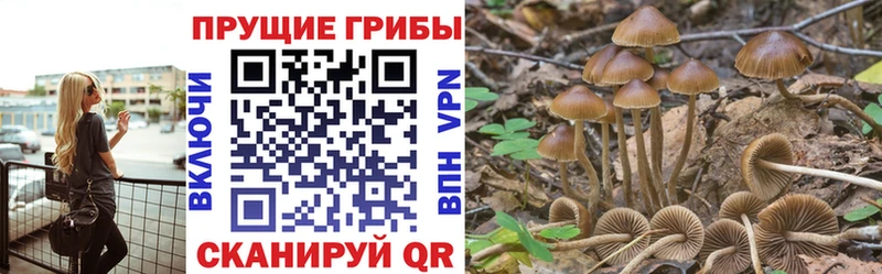 Купить где  Боготол  Псилоцибиновые грибы мицелий 